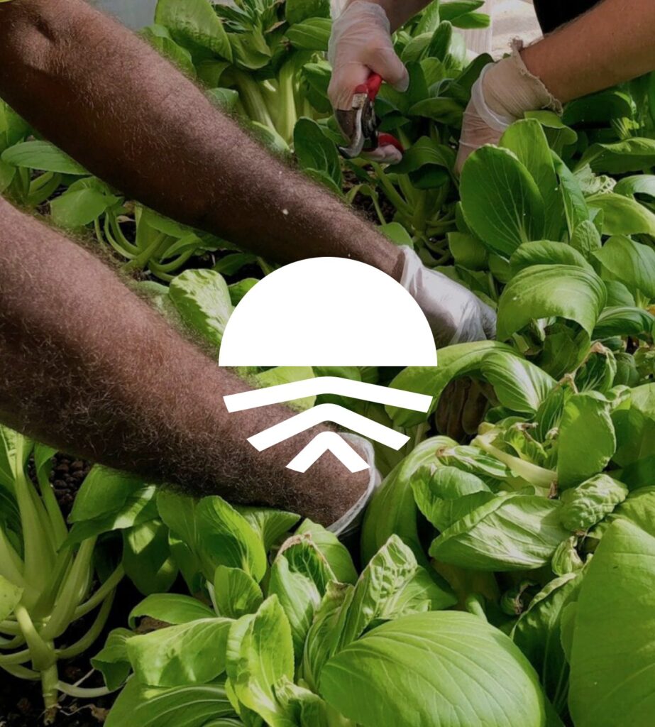 Food Ladder Students picking vegetables