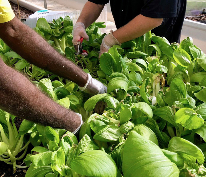 Prospect North: Wisdom blooms