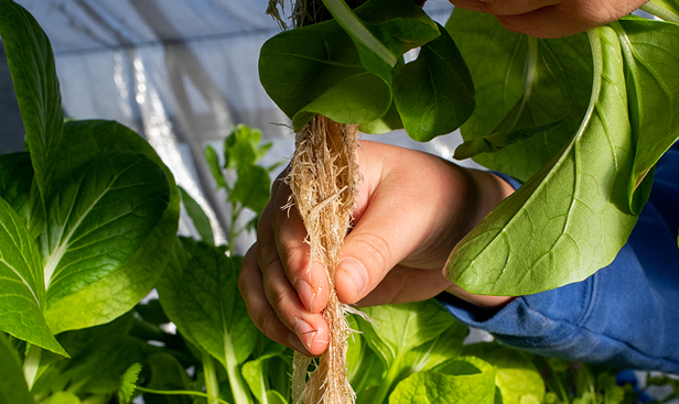 Students and Green house